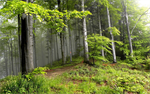 Fond d'écran gratuit de Nature & forêt - Forêt numéro 60576